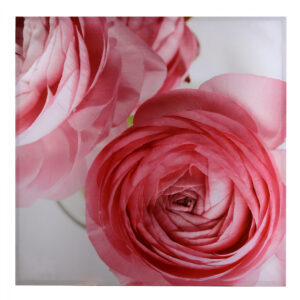 ΠΙΝΑΚΑΣ ΚΑΜΒΑΣ 80X80X2.5εκ. ROSE HM7094